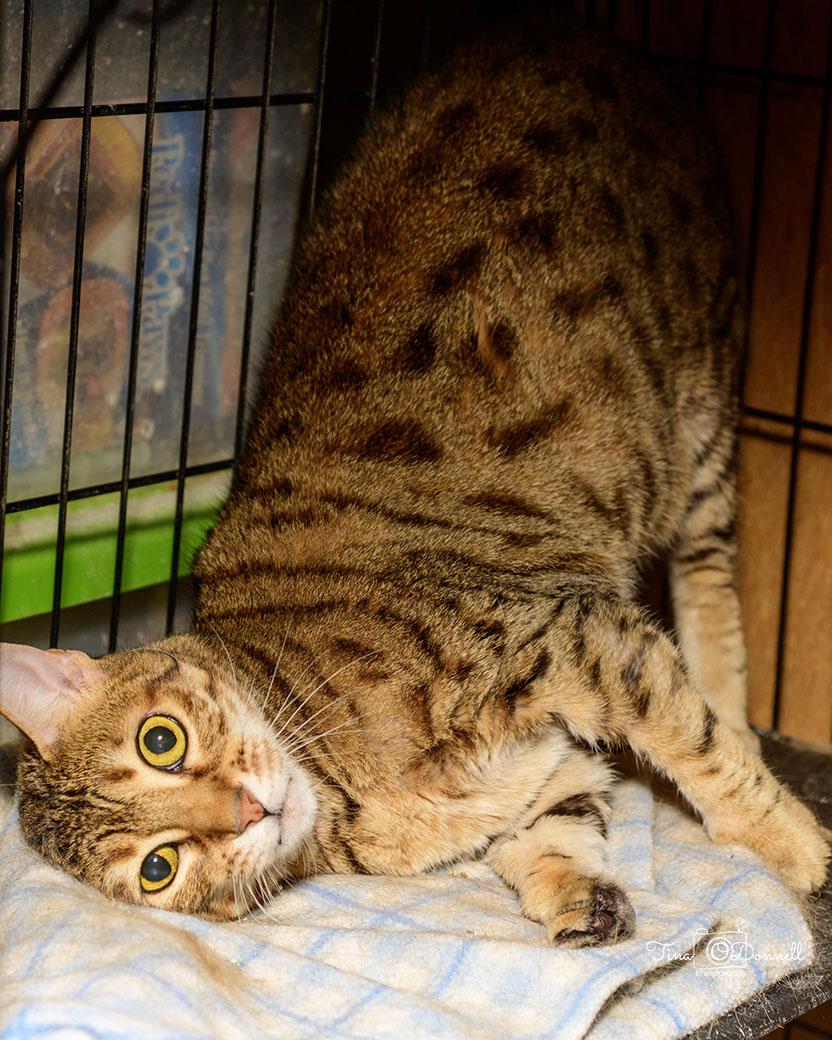 Enlarge Jazzy, a Adopted Savannah in Cardwell, MT image 2/3