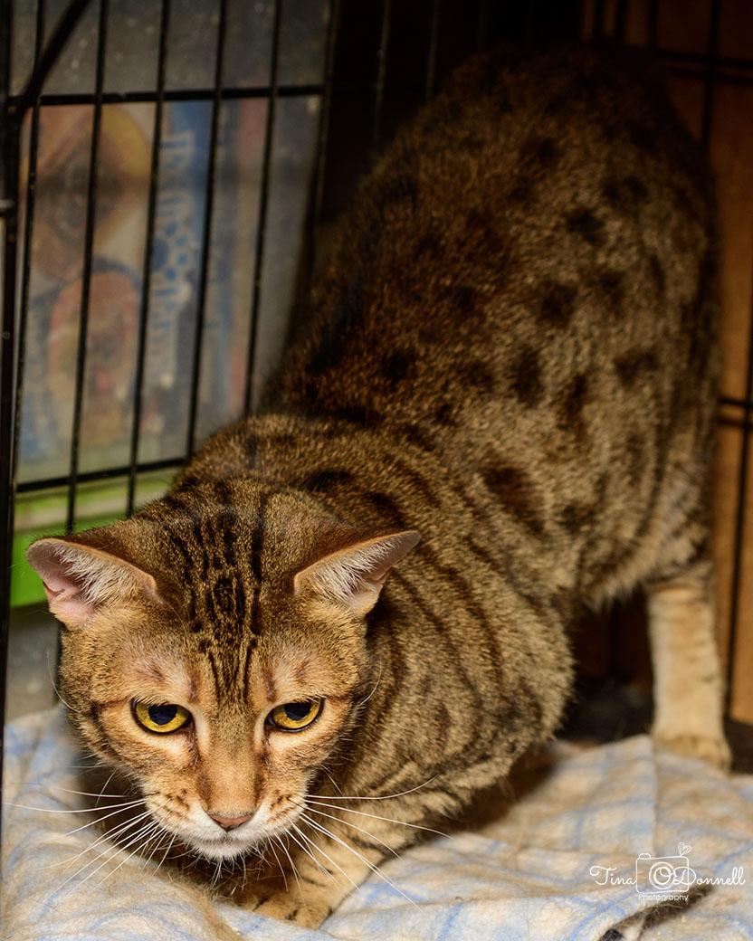 Enlarge Jazzy, a Adopted Savannah in Cardwell, MT image 3/3