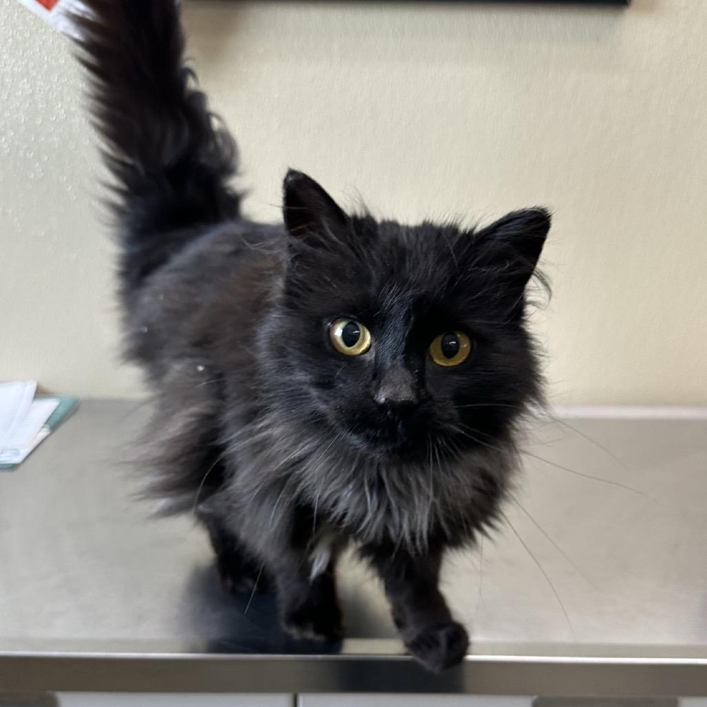 Medusa, Adoptable, Adult Female Domestic Long Hair.
