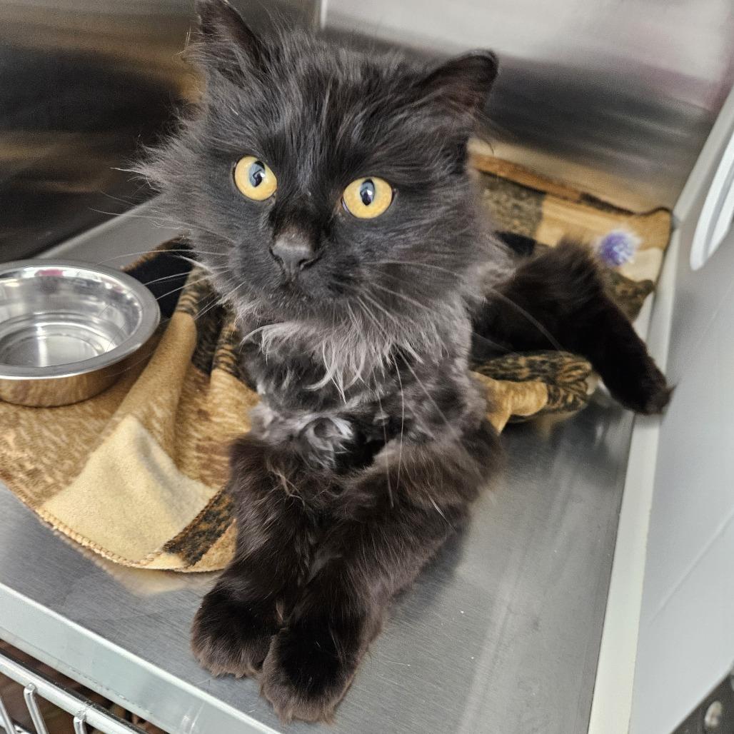 Medusa, a Adoptable Domestic Long Hair in Saskatoon, SK image 2/2