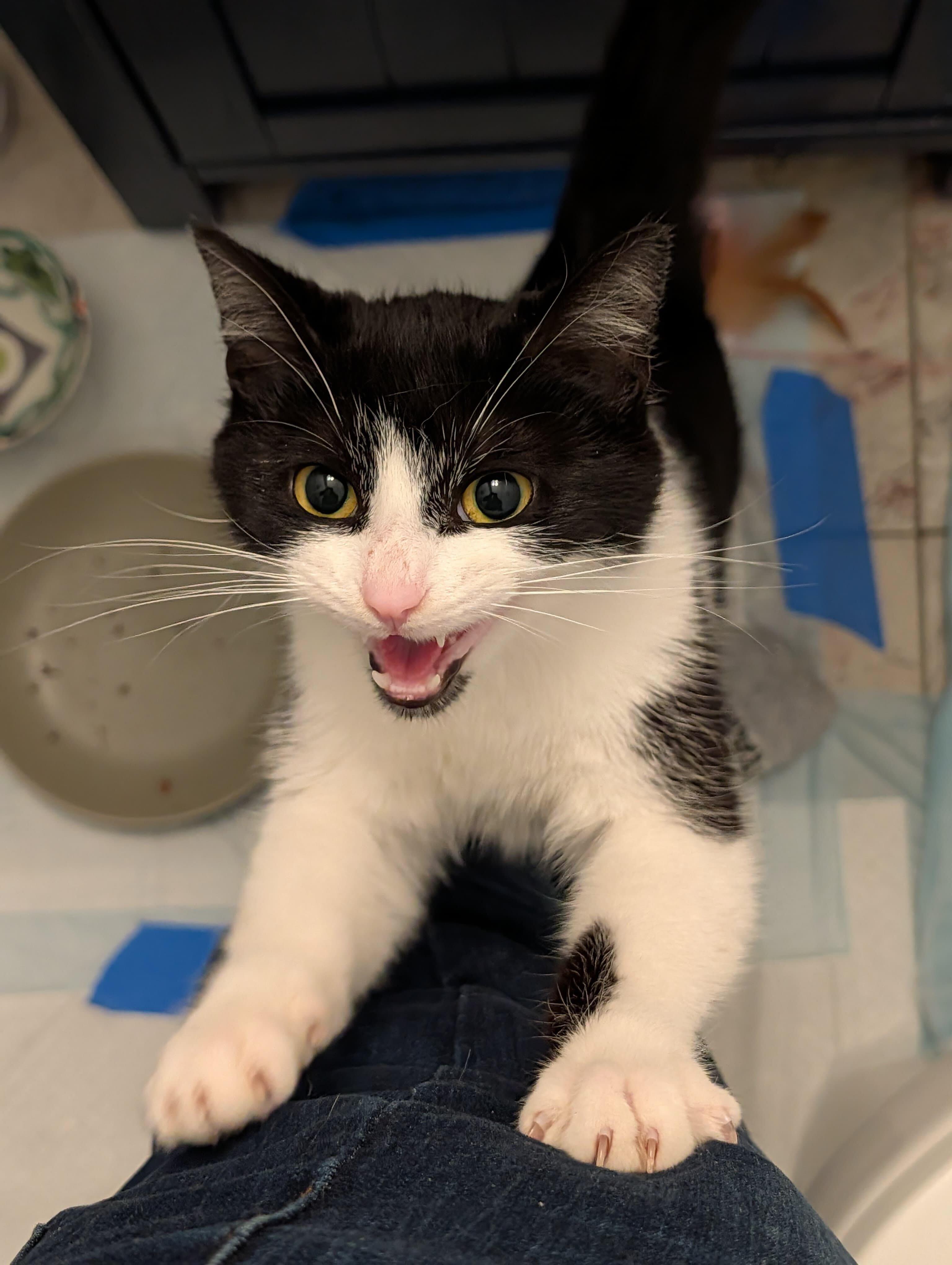 Enlarge Layla, an adopted Domestic Short Hair in Long Island City, NY image 2/6