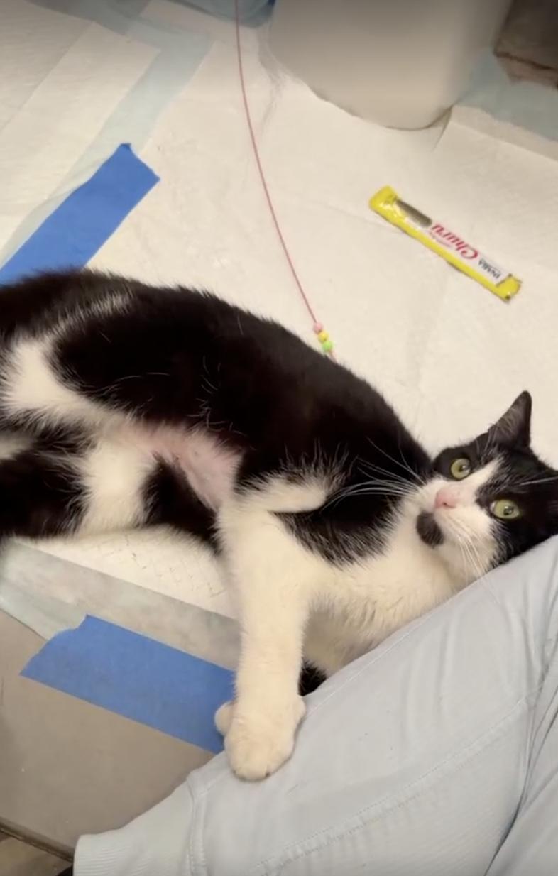 Enlarge Layla, an adopted Domestic Short Hair in Long Island City, NY image 4/6