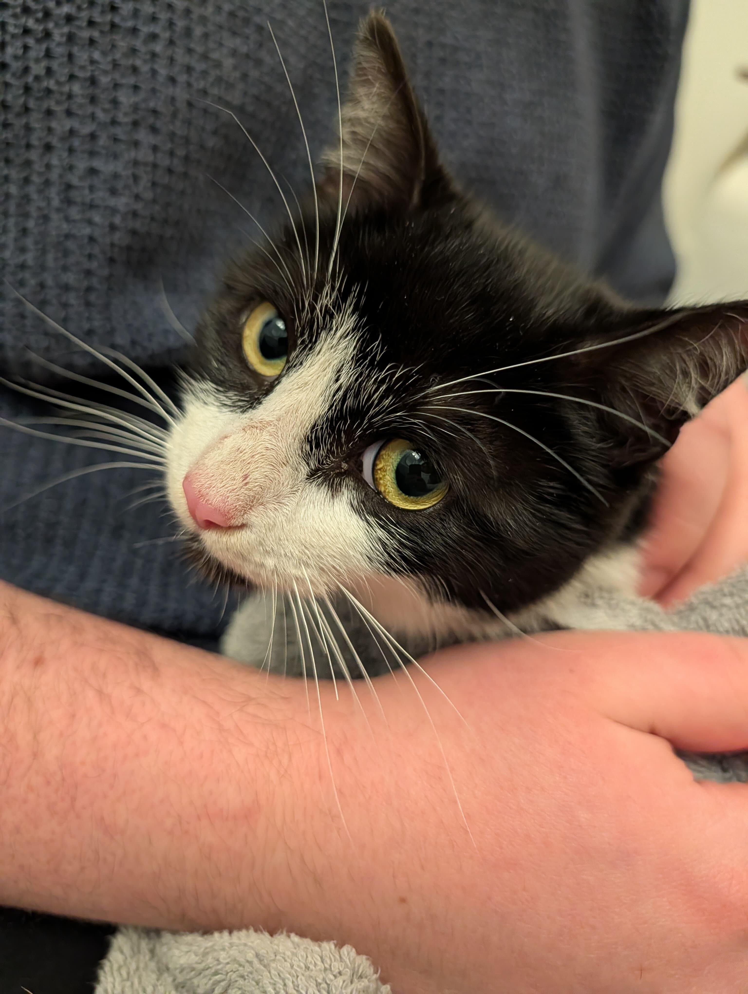 Enlarge Layla, an adopted Domestic Short Hair in Long Island City, NY image 3/6