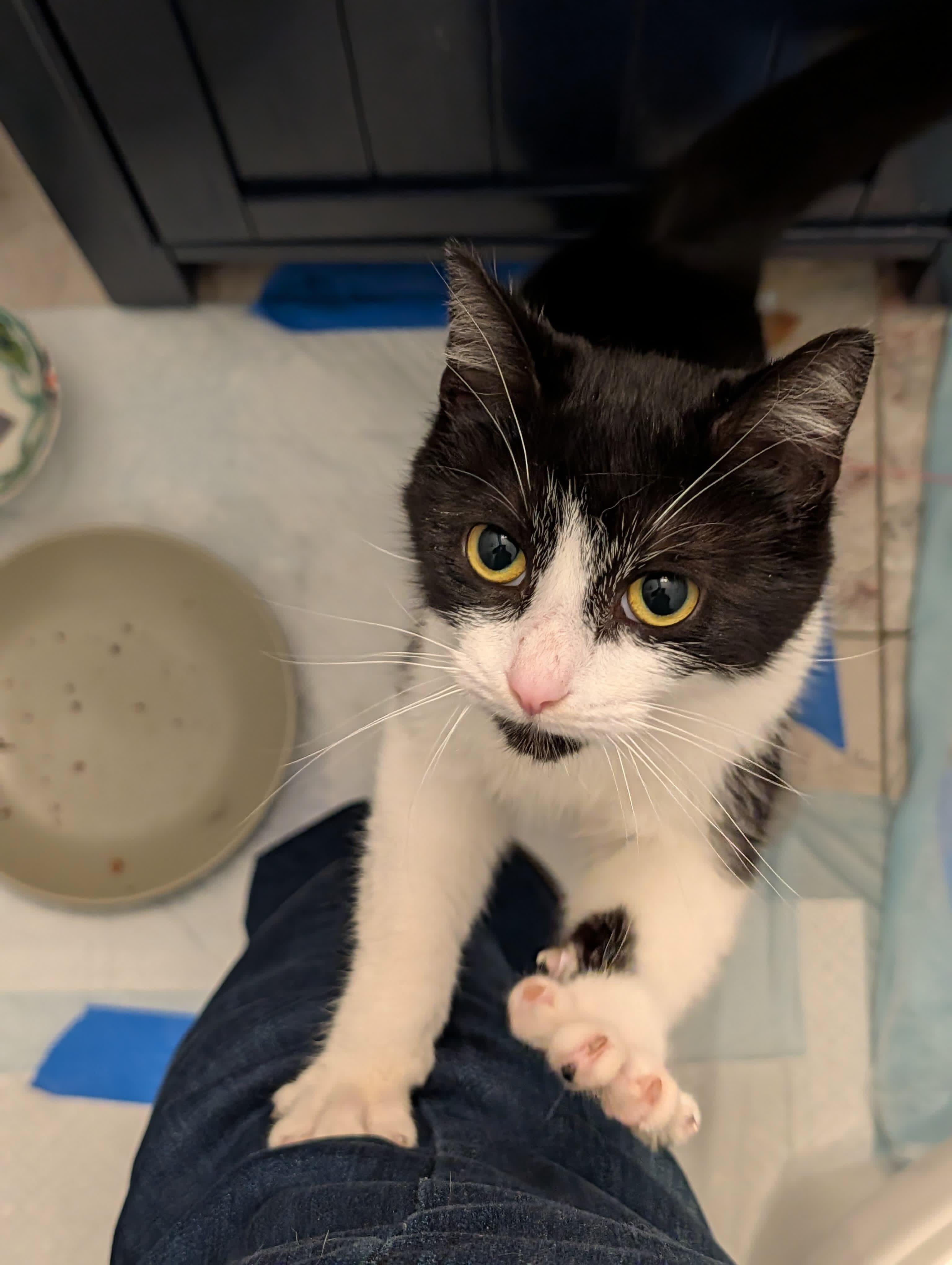 Layla, ADOPTABLE, Kitten Female Domestic Short Hair.