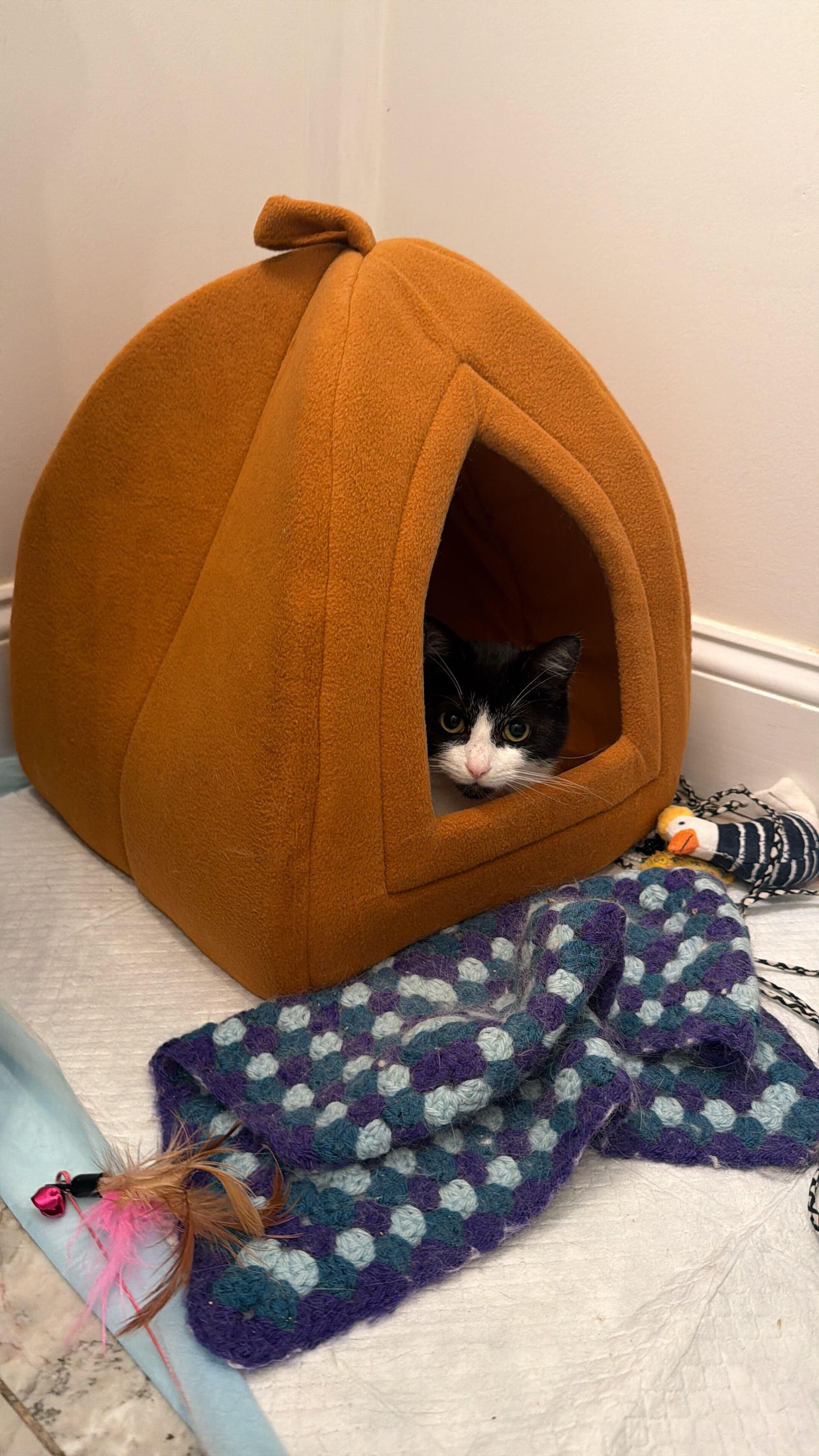 Enlarge Layla, an adopted Domestic Short Hair in Long Island City, NY image 5/6