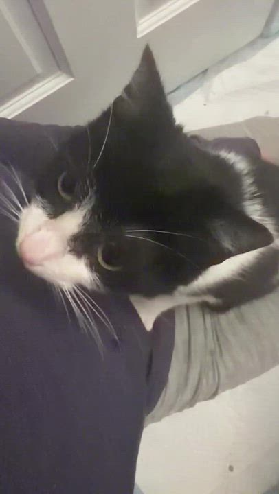 Enlarge Layla, an adopted Domestic Short Hair in Long Island City, NY video 6/6