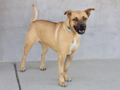 Enlarge Sadie, a Adoptable mixed breed in Longmont, CO image 1/2