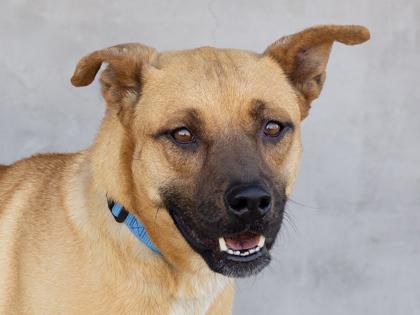 Enlarge Sadie, a Adoptable mixed breed in Longmont, CO image 2/2