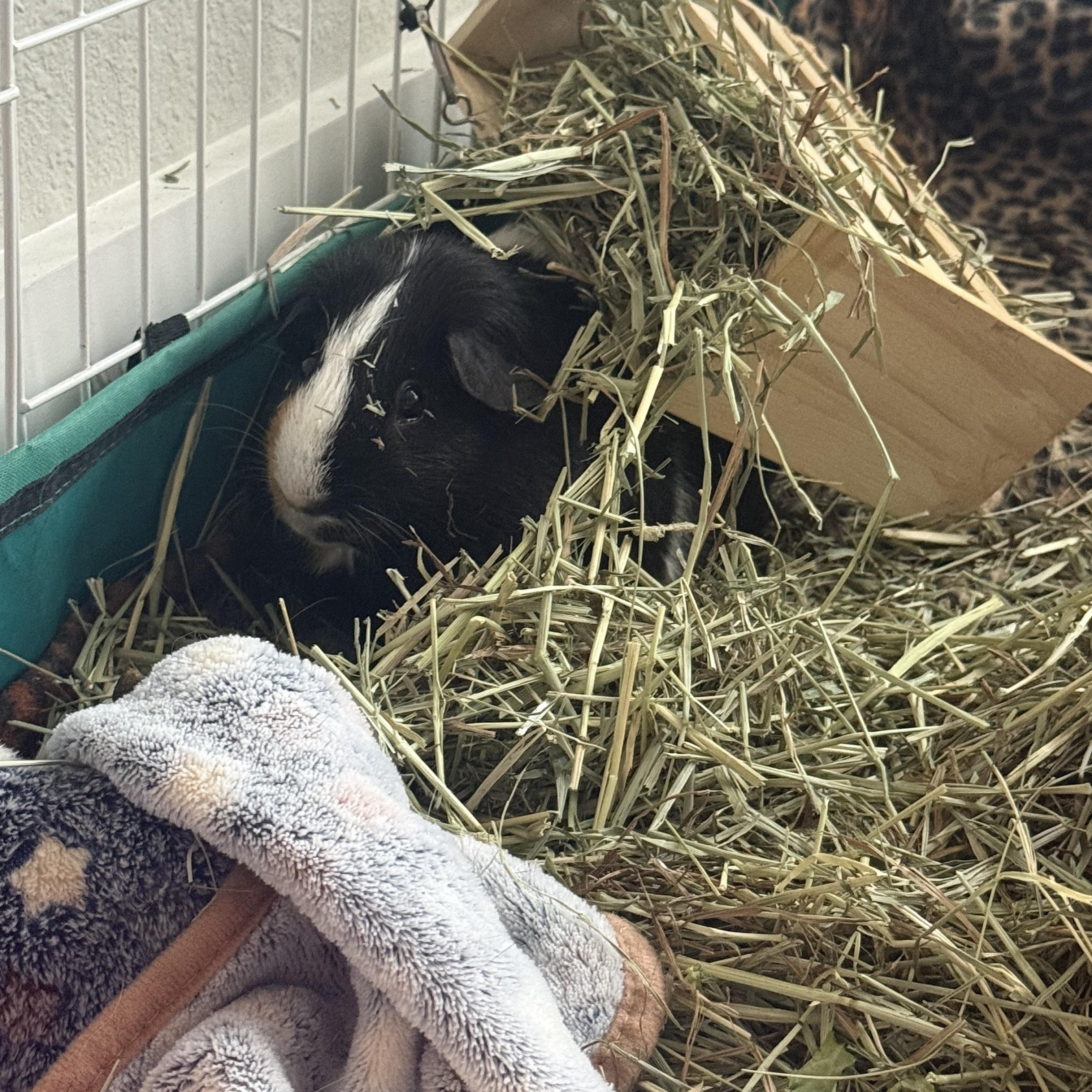 Enlarge Wiley, a ADOPTABLE Guinea Pig in Austin, TX image 3/6