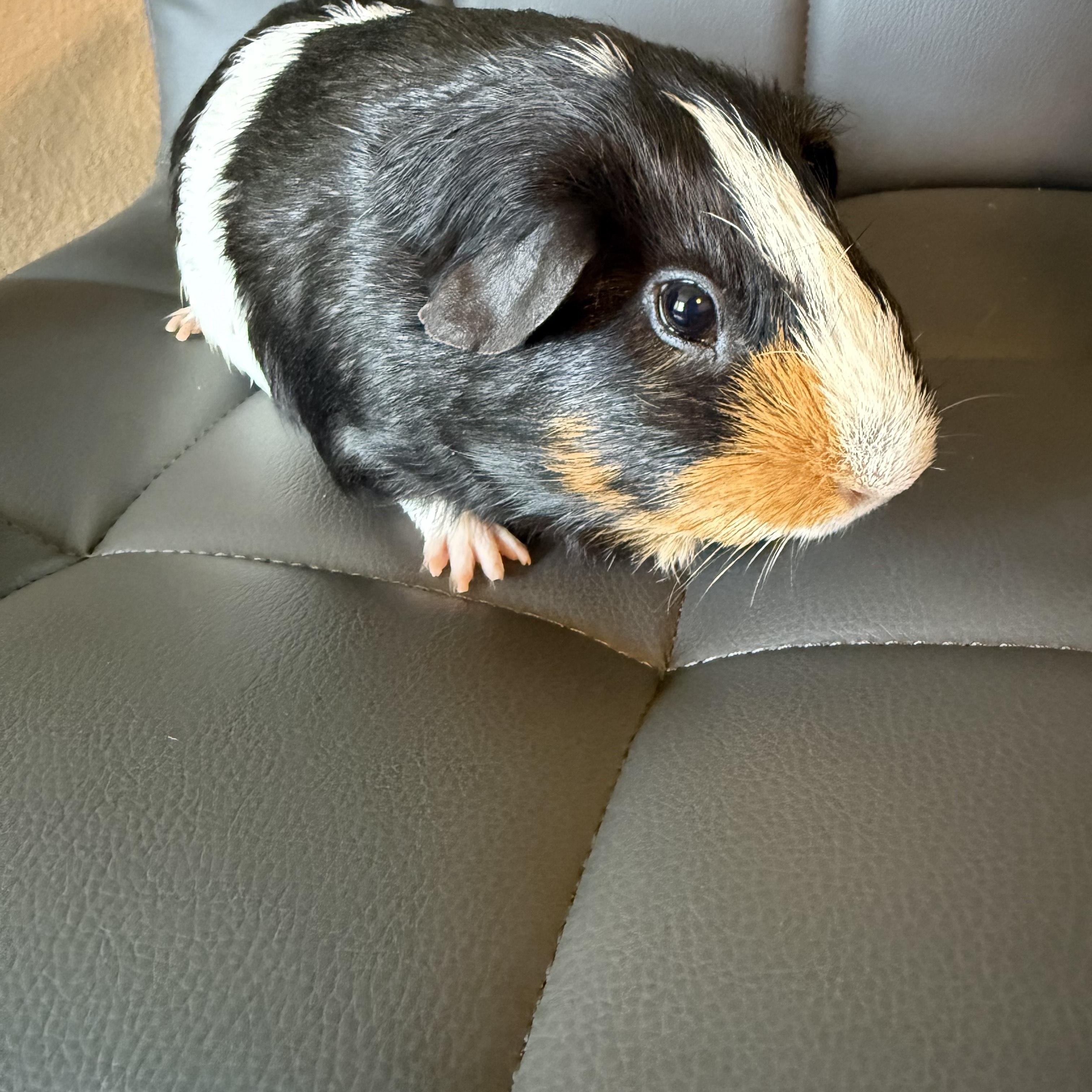 Enlarge Wiley, a ADOPTABLE Guinea Pig in Austin, TX image 2/6