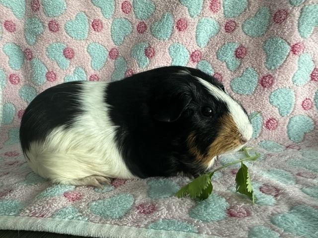 Enlarge Wiley, a ADOPTABLE Guinea Pig in Austin, TX image 1/6
