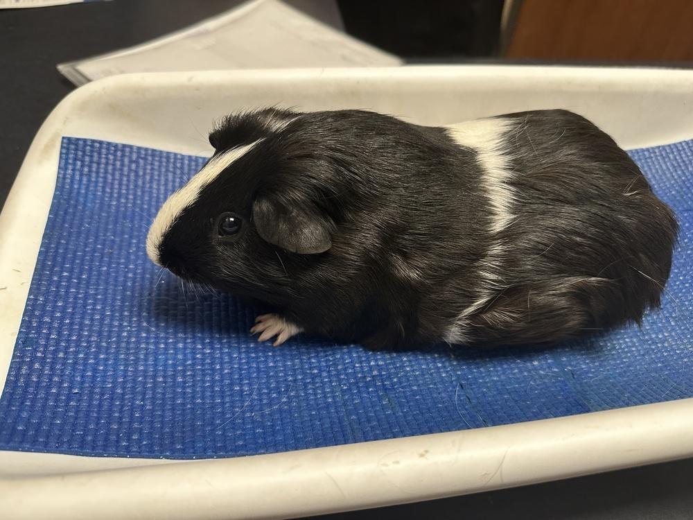 Enlarge Wiley, a ADOPTABLE Guinea Pig in Austin, TX image 6/6