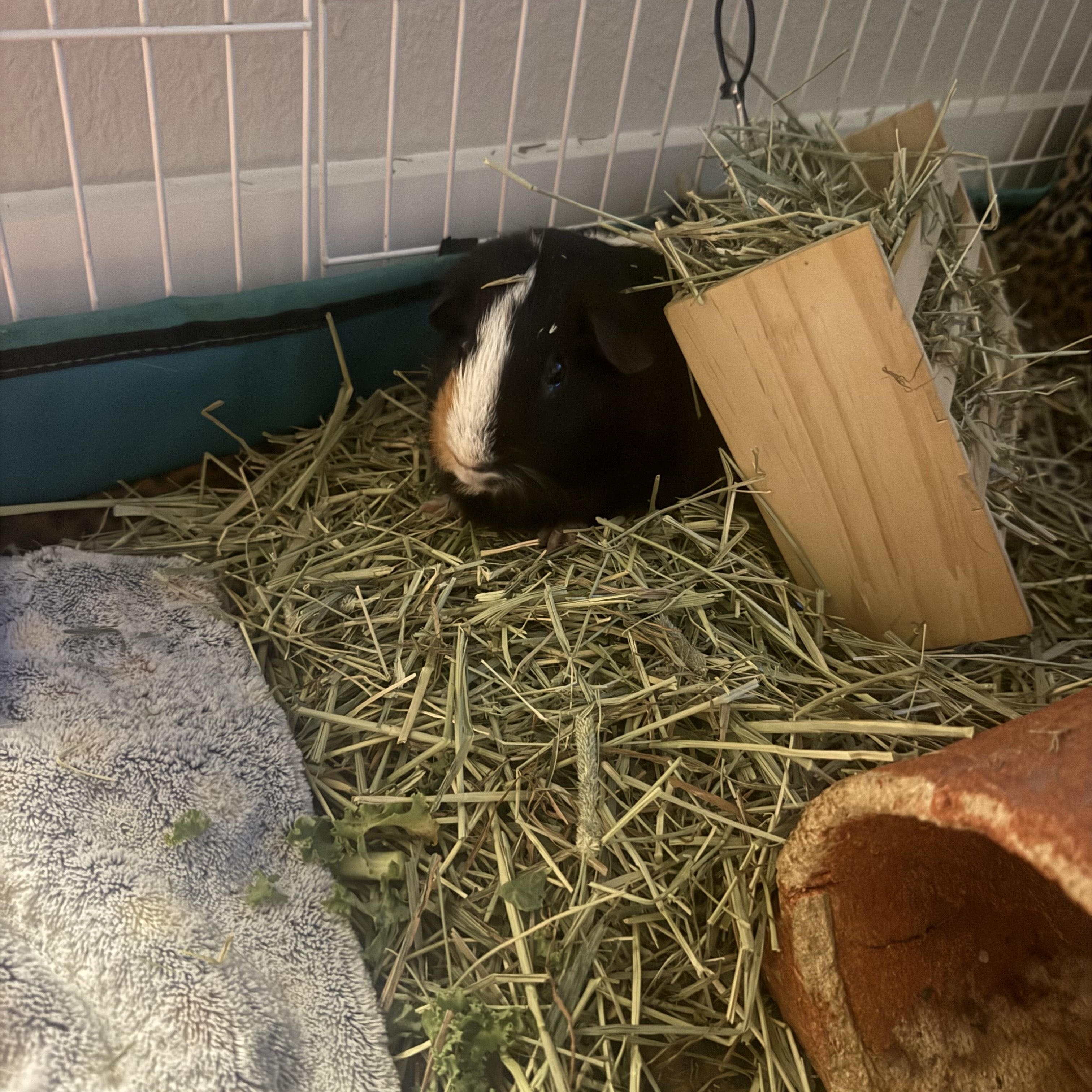 Enlarge Wiley, a ADOPTABLE Guinea Pig in Austin, TX image 5/6