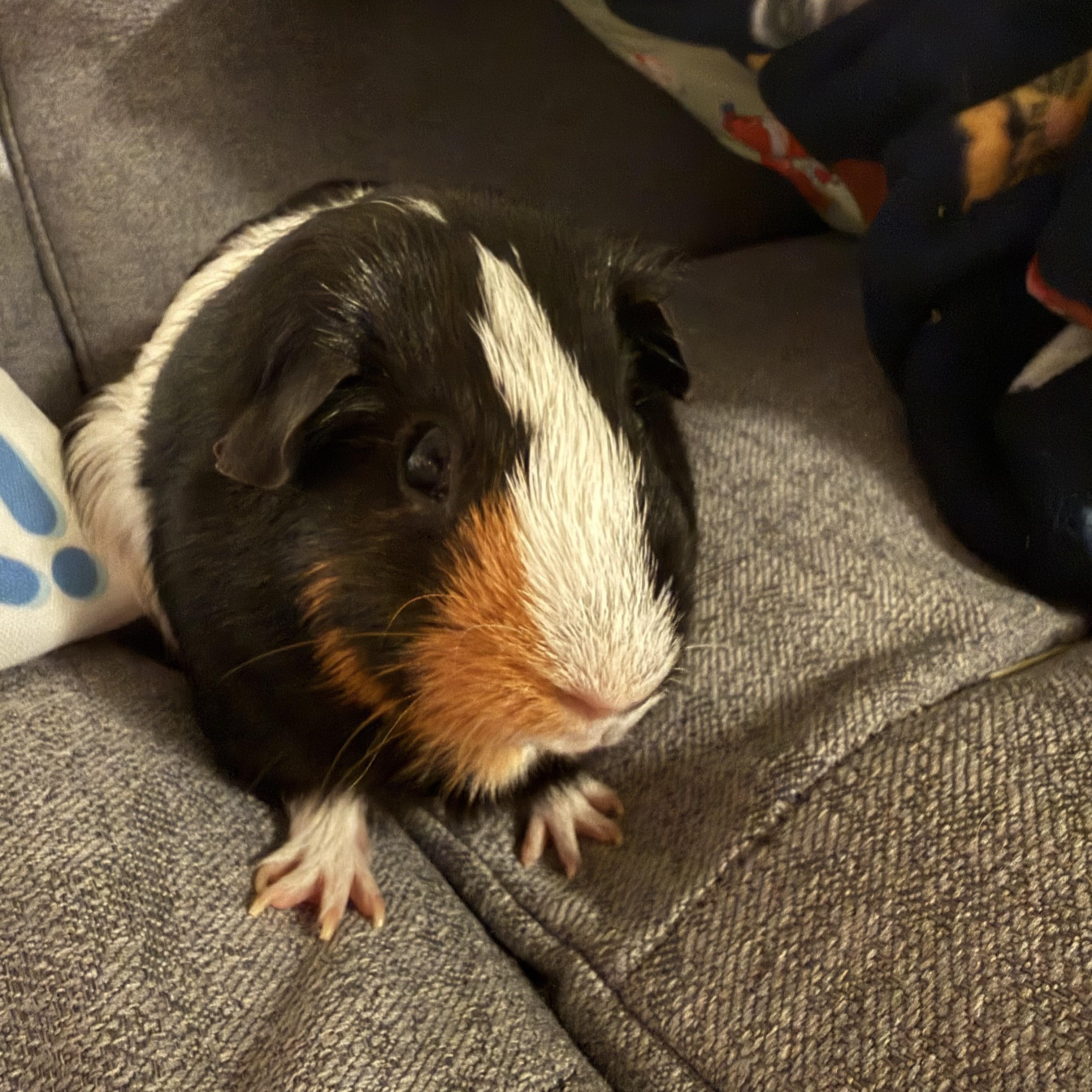 Enlarge Wiley, a ADOPTABLE Guinea Pig in Austin, TX image 4/6