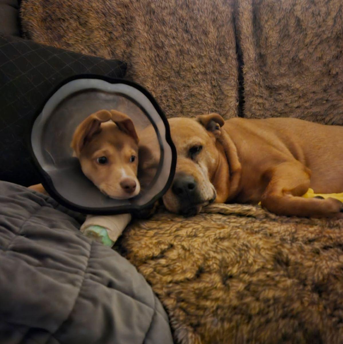 Andy, an adoptable mixed breed in East Hartford, CT image 5/6