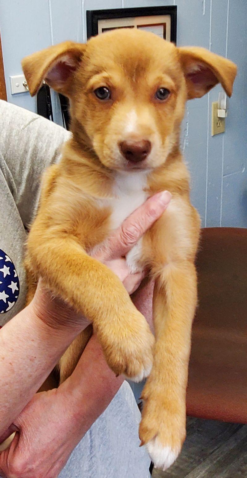 Andy, an adoptable mixed breed in East Hartford, CT image 2/6