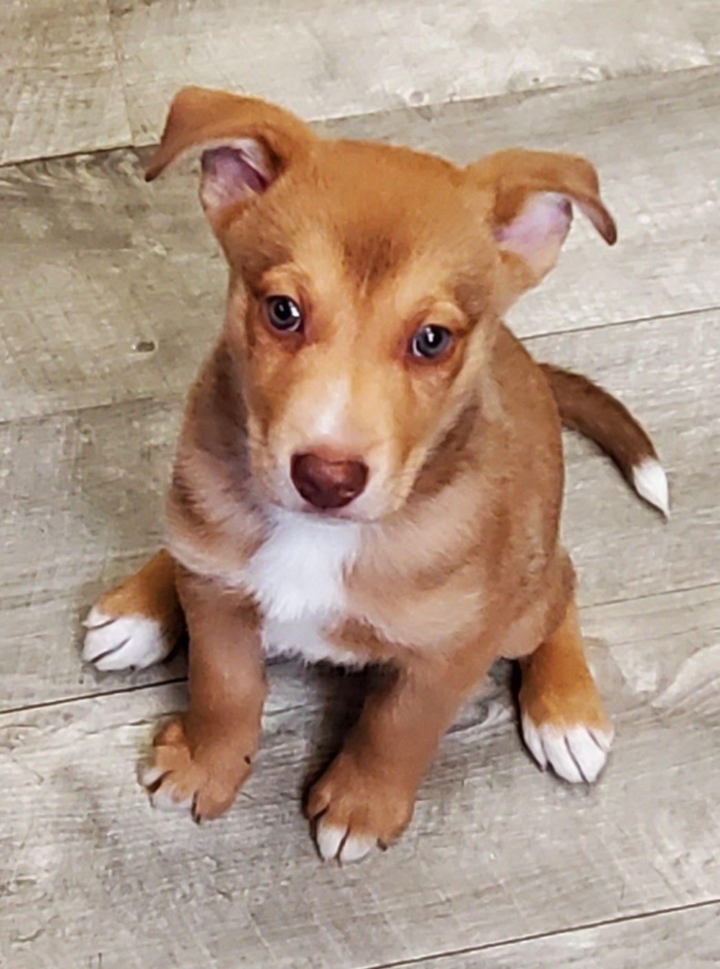 Andy, an adoptable mixed breed in East Hartford, CT image 1/6