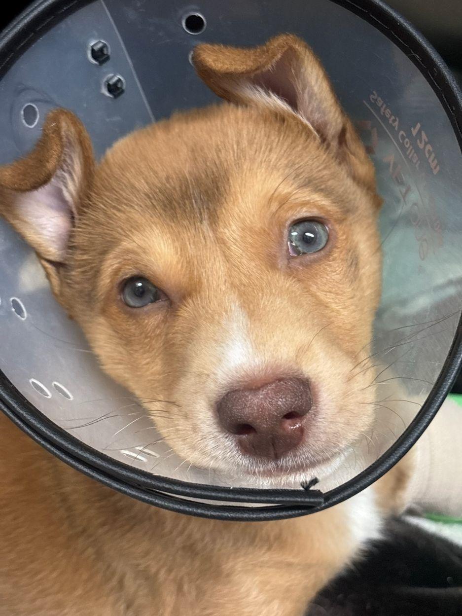 Andy, an adoptable mixed breed in East Hartford, CT image 6/6