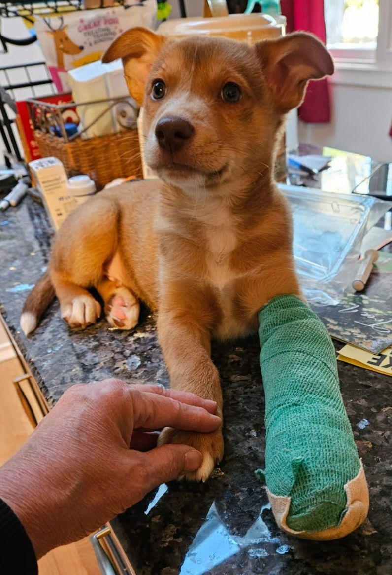 Andy, an adoptable mixed breed in East Hartford, CT image 3/6