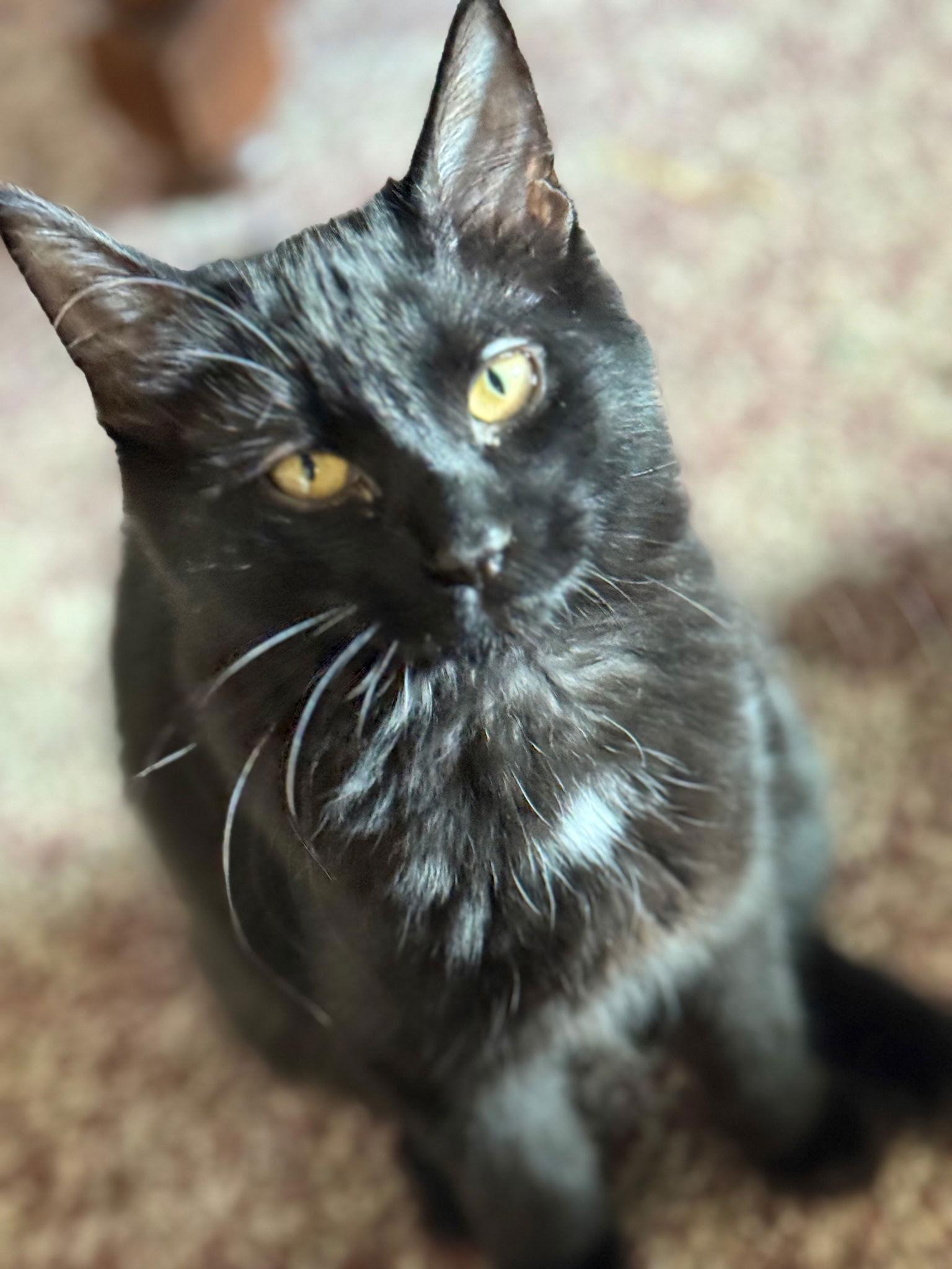 Enlarge Sabrina, a Adoptable Domestic Medium Hair in Zimmerman, MN image 1/2