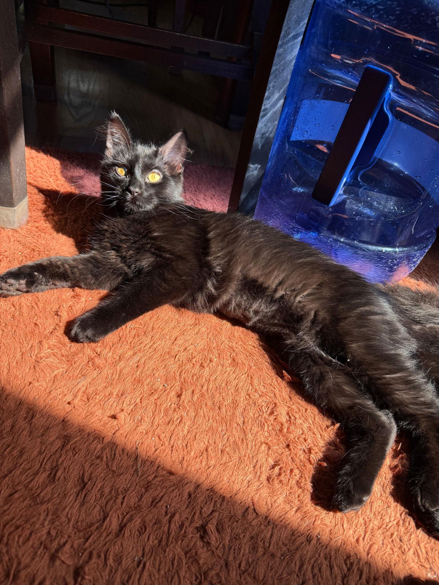 Enlarge Sabrina, a Adoptable Domestic Medium Hair in Zimmerman, MN image 2/2