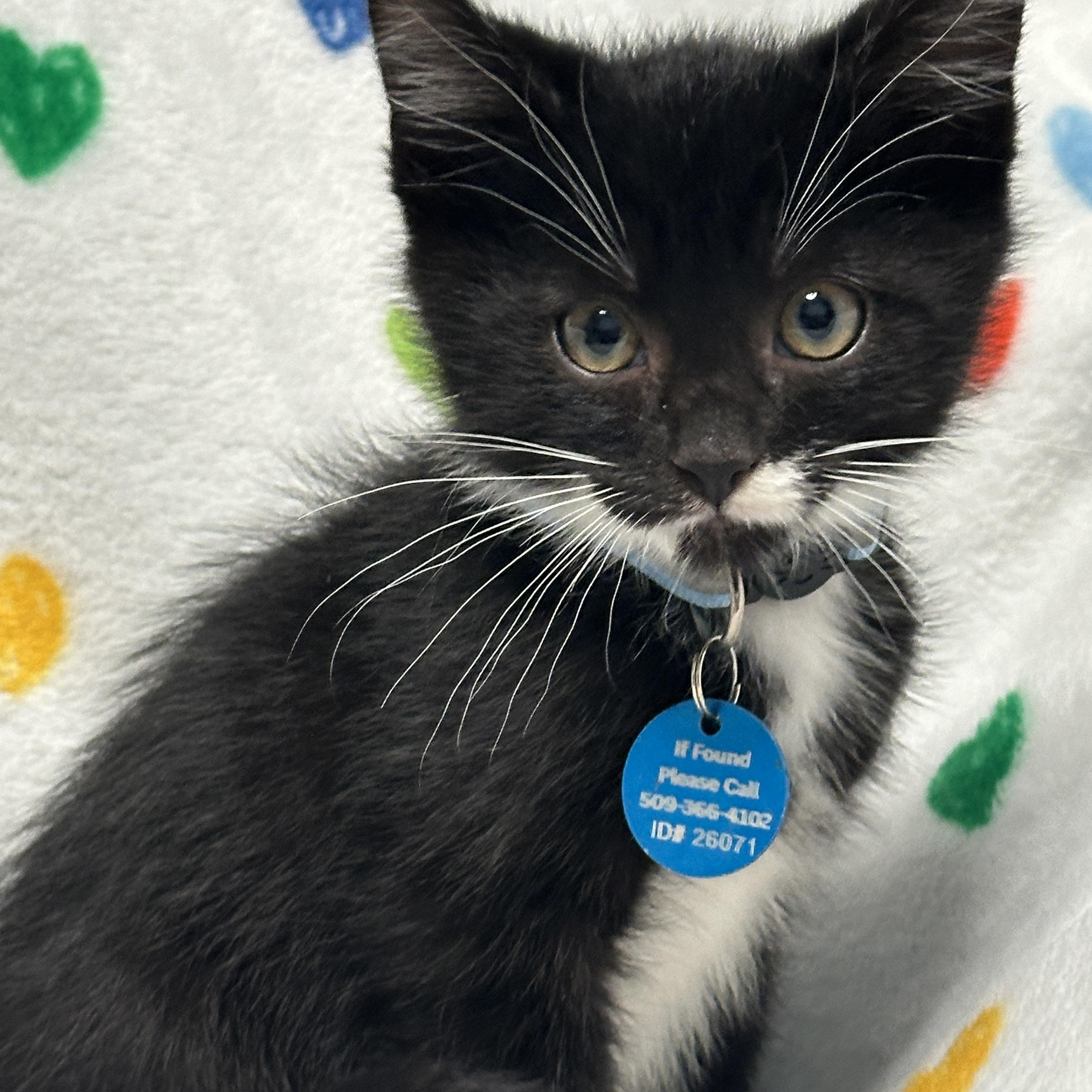 Enlarge Mr. Potato Head, an adopted Tuxedo in Pasco, WA image 4/5