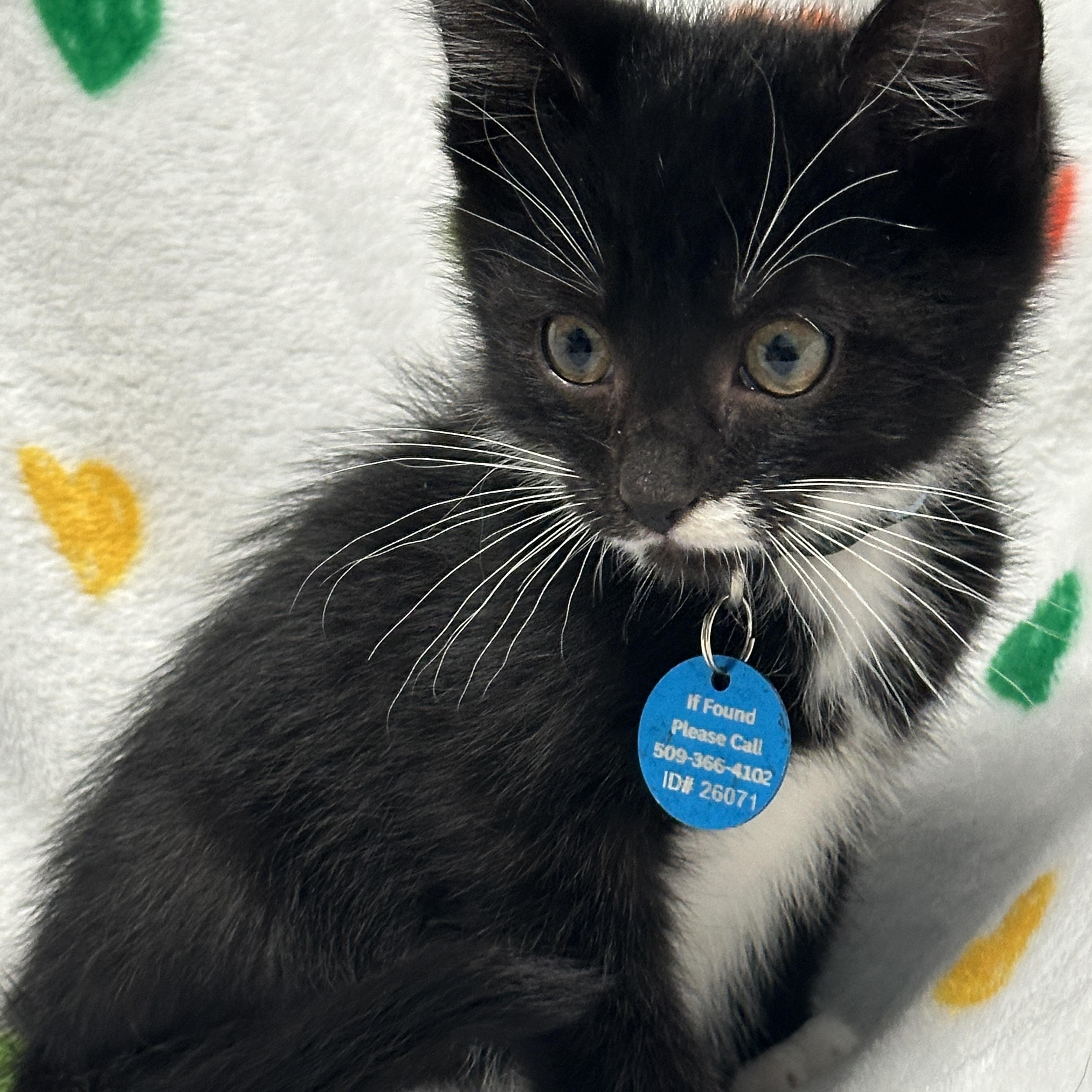 Enlarge Mr. Potato Head, an adopted Tuxedo in Pasco, WA image 2/5