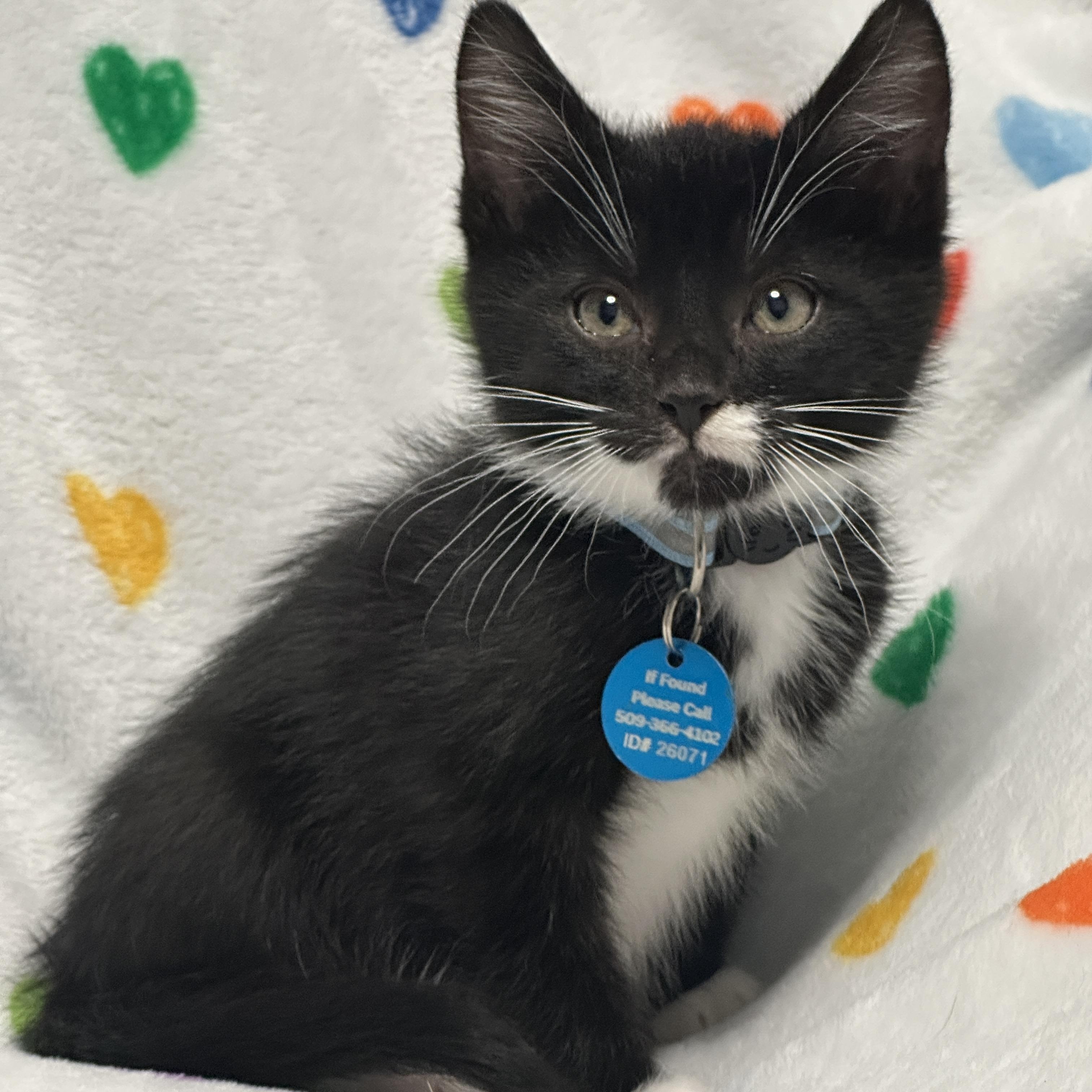 Enlarge Mr. Potato Head, an adopted Tuxedo in Pasco, WA image 1/5