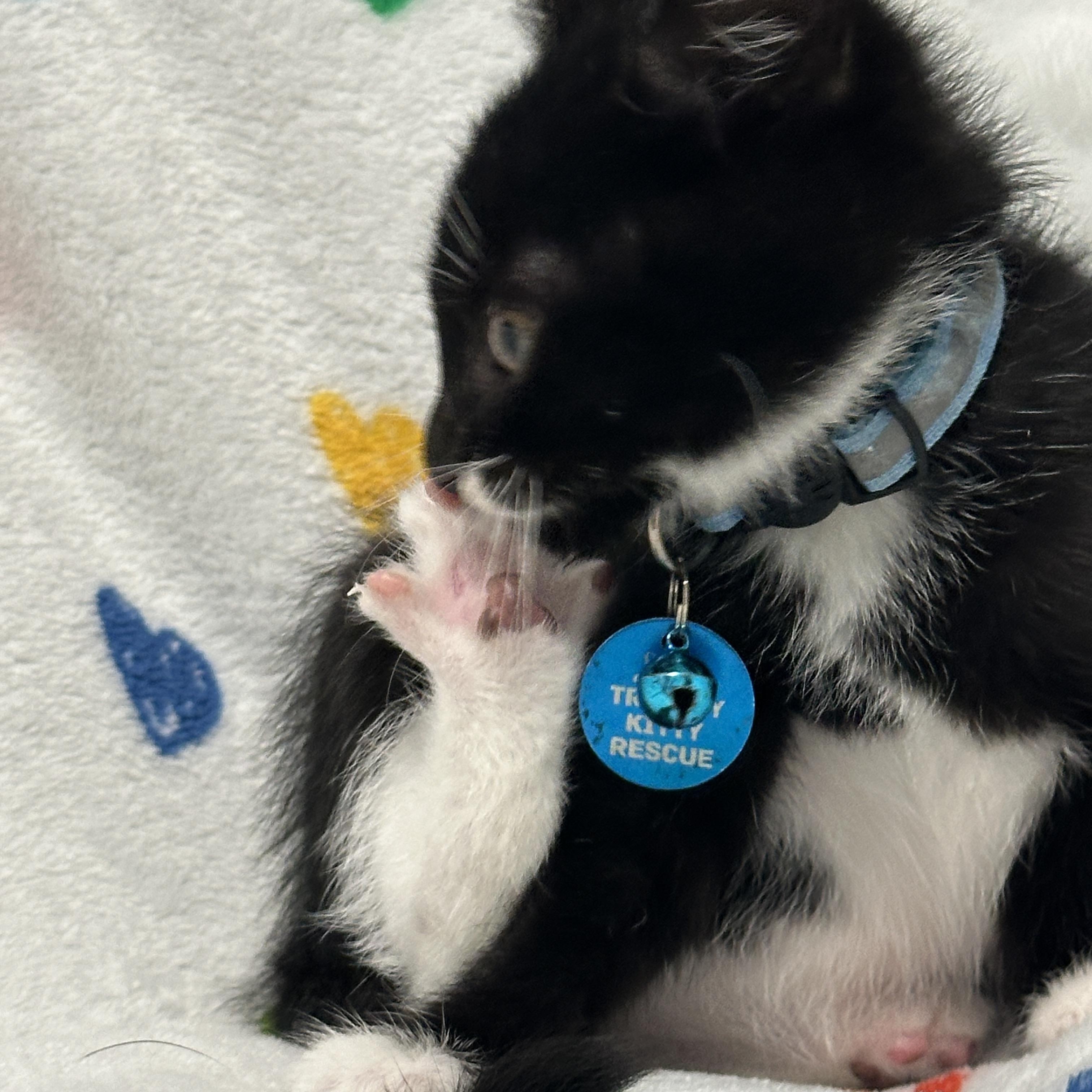 Enlarge Mr. Potato Head, an adopted Tuxedo in Pasco, WA image 5/5