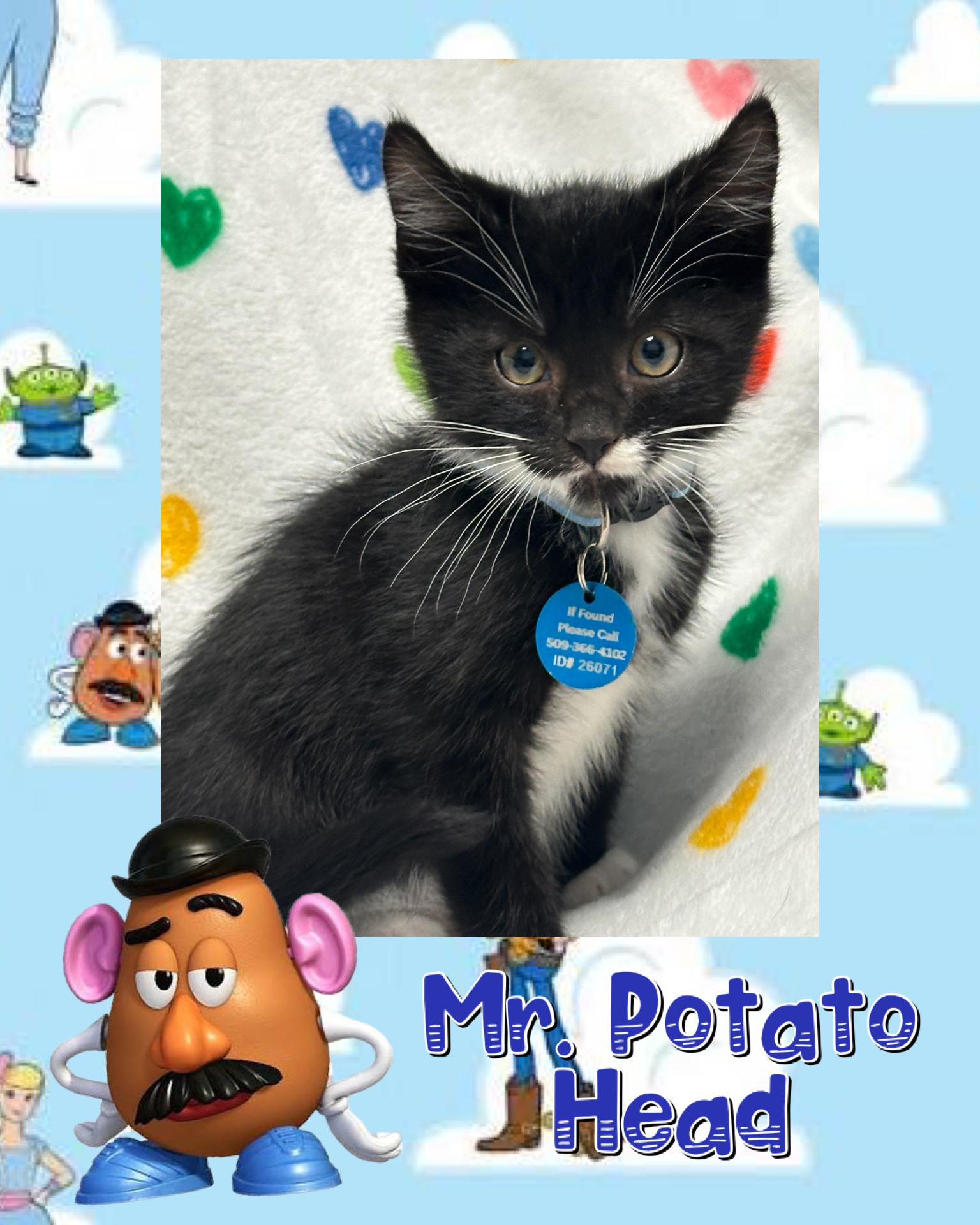 Enlarge Mr. Potato Head, an adopted Tuxedo in Pasco, WA image 3/5