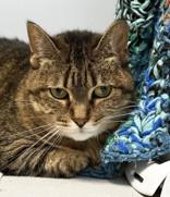 Enlarge Sophie, a ADOPTABLE Domestic Short Hair in Lansing, MI image 1/1