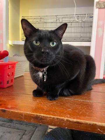 Enlarge Tarzan, a Adoptable Domestic Short Hair in Huntington, NY image 1/2