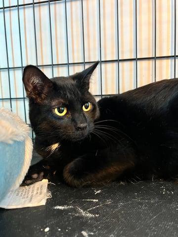 Enlarge Tarzan, a Adoptable Domestic Short Hair in Huntington, NY image 2/2