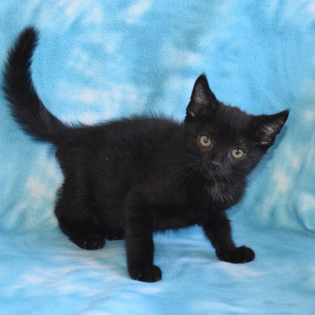 Jiji 52818, Adoptable, Kitten Male Domestic Short Hair.