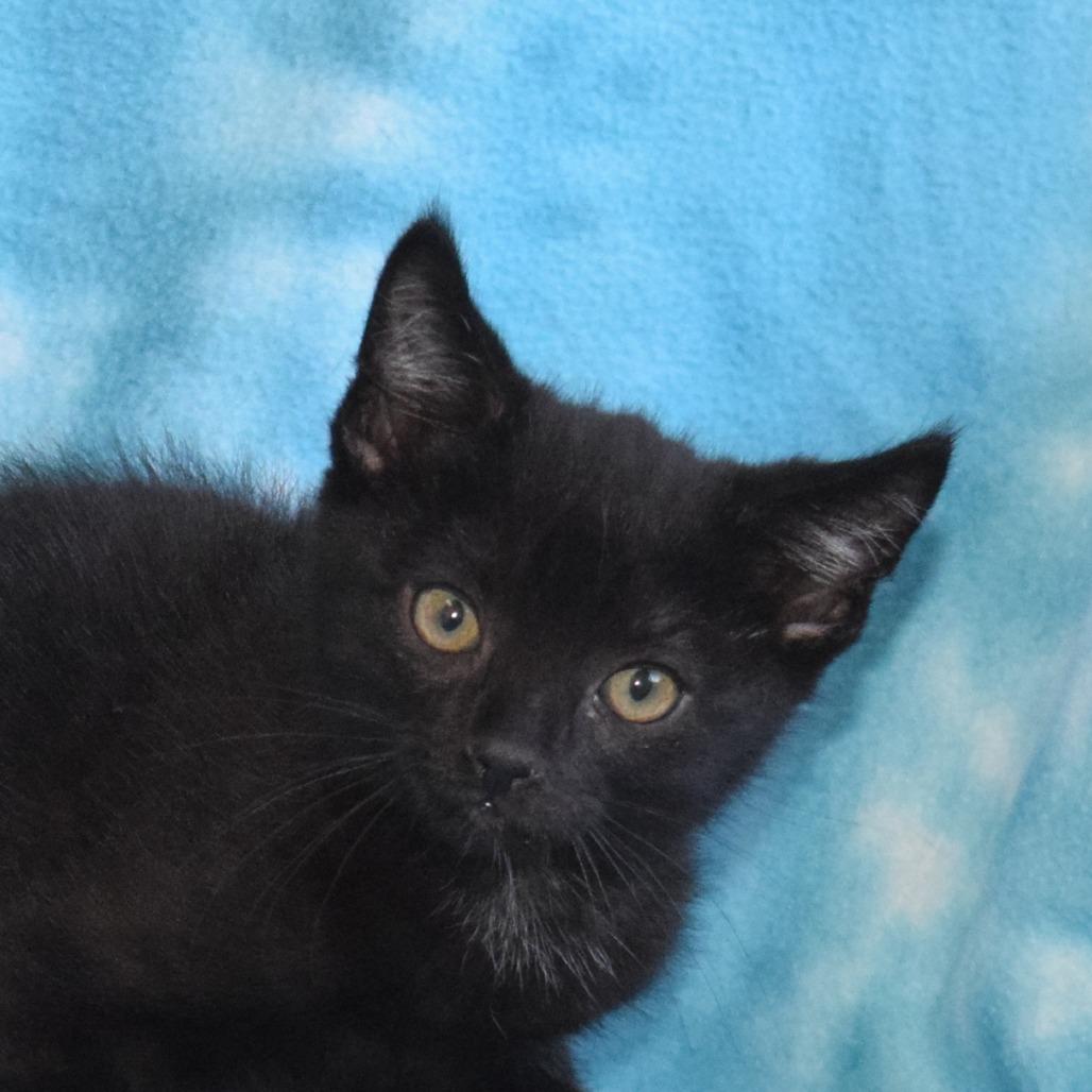 Jiji 52818, a Adoptable Domestic Short Hair in Eureka, CA image 2/3