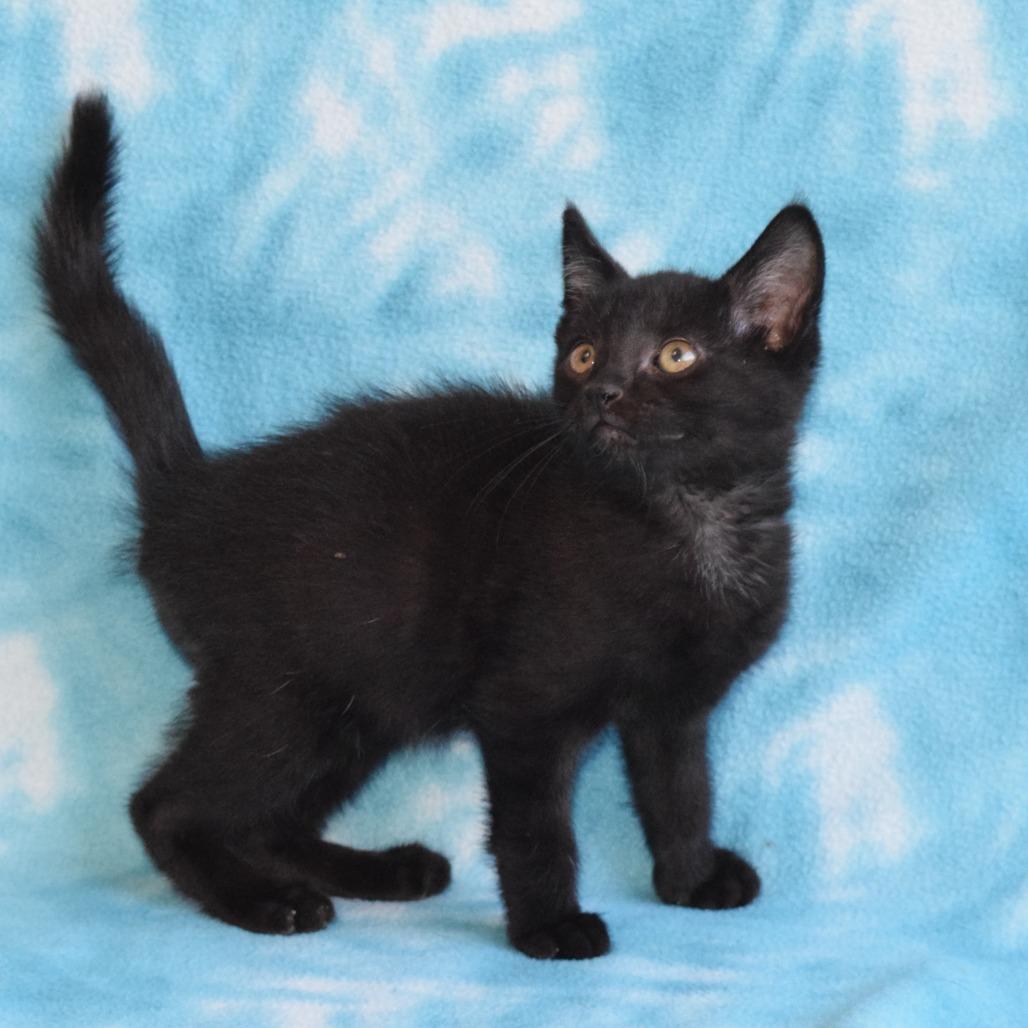 Jiji 52818, a Adoptable Domestic Short Hair in Eureka, CA image 3/3