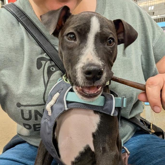Austin, Adoptable, Puppy Male Mixed Breed.