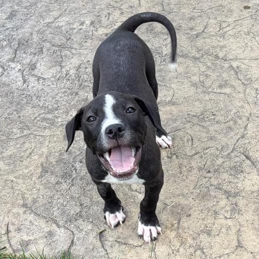Enlarge Austin, a Adoptable Mixed Breed in Madison, WI image 2/5
