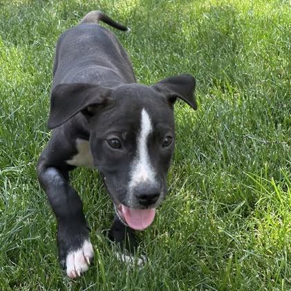 Enlarge Austin, a Adoptable Mixed Breed in Madison, WI image 3/5