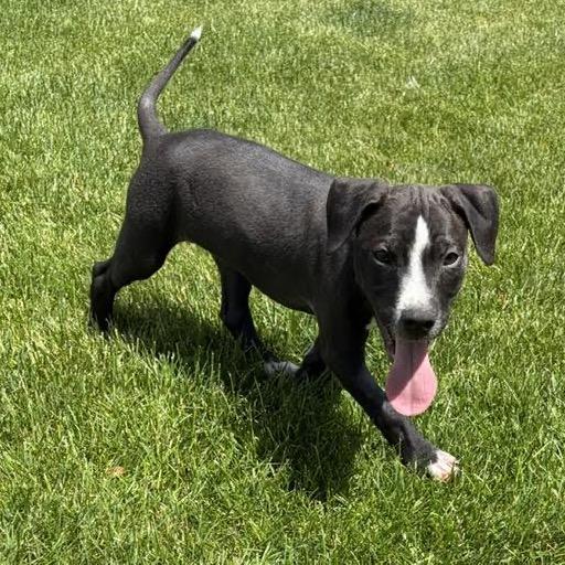 Enlarge Austin, a Adoptable Mixed Breed in Madison, WI image 4/5