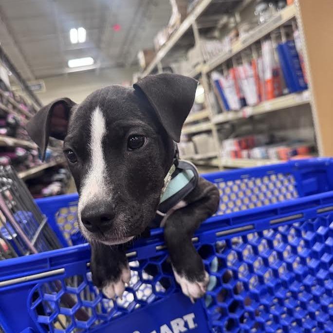 Enlarge Austin, a Adoptable Mixed Breed in Madison, WI image 5/5