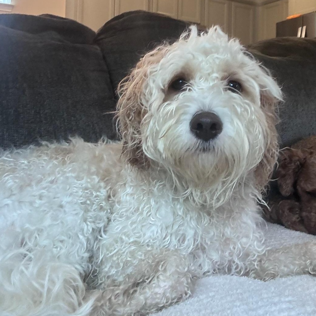 Enlarge BUDDY-NORTH CAROLINA, a Adoptable Cavapoo in Leland, NC image 3/6