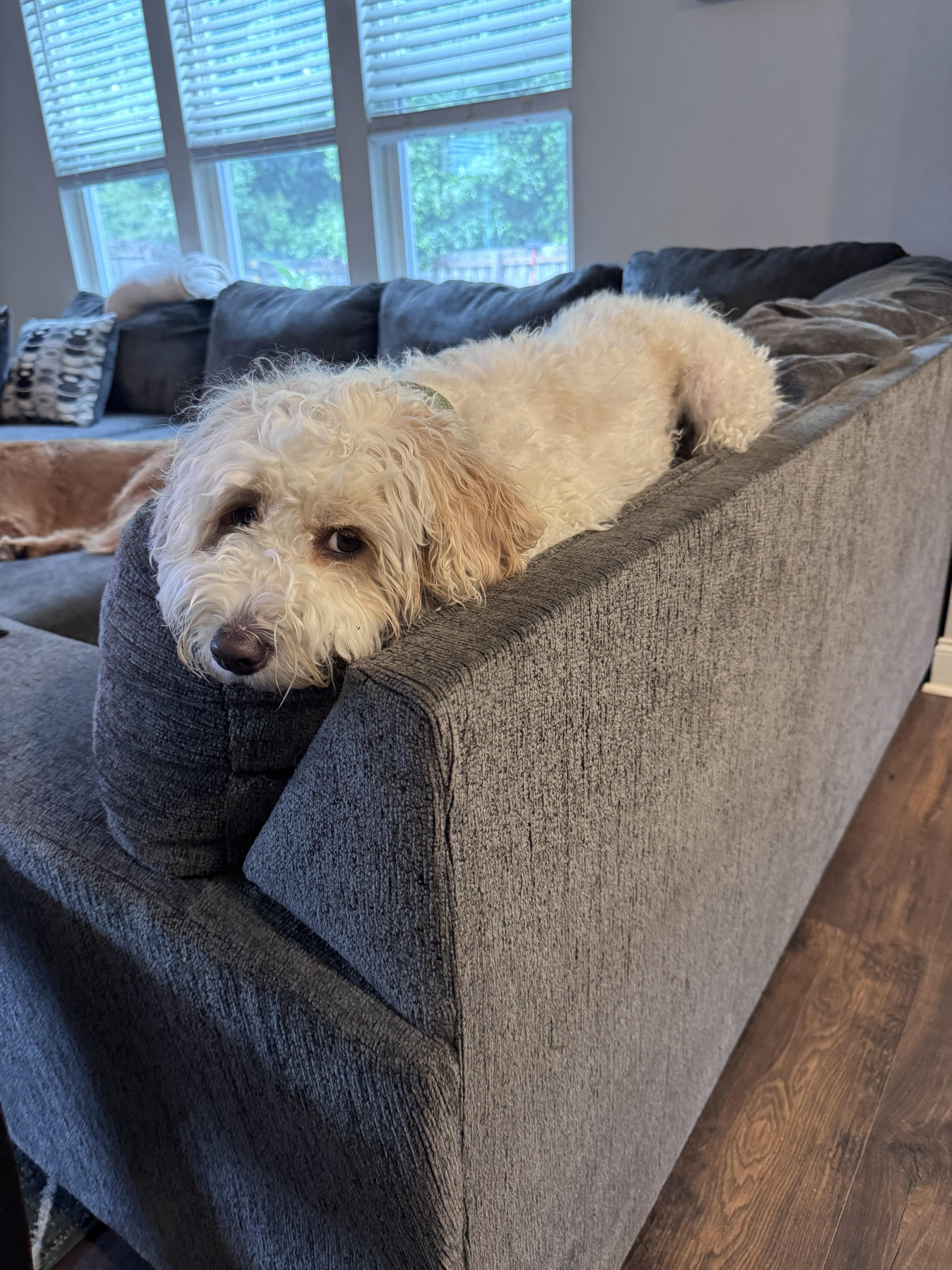 Enlarge BUDDY-NORTH CAROLINA, a Adoptable Cavapoo in Leland, NC image 4/6