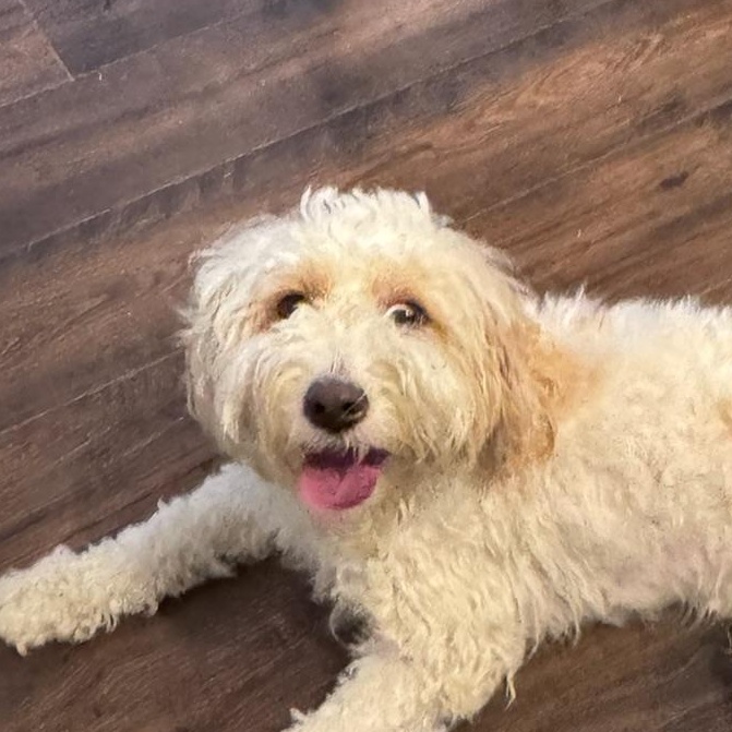 Enlarge BUDDY-NORTH CAROLINA, a Adoptable Cavapoo in Leland, NC image 1/6