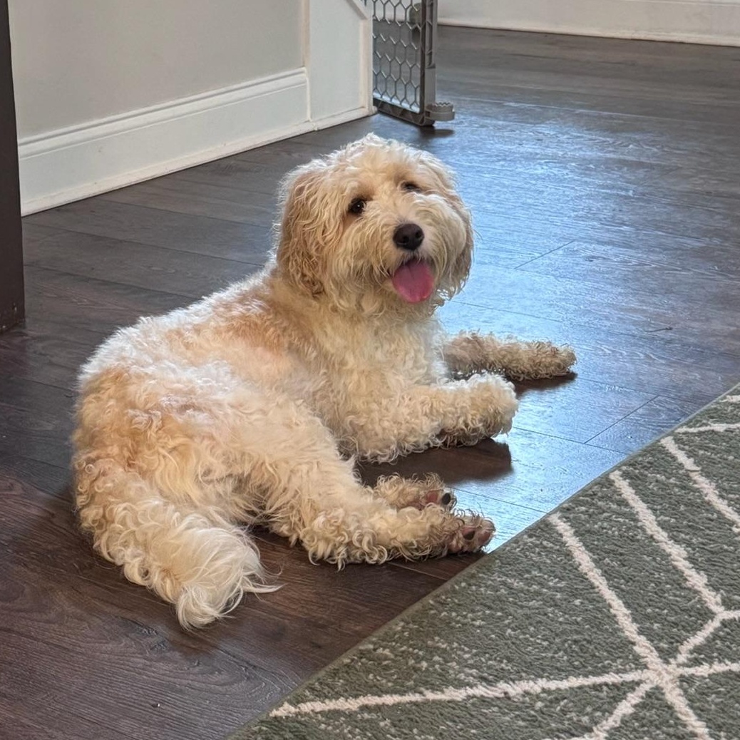 Enlarge BUDDY-NORTH CAROLINA, a Adoptable Cavapoo in Leland, NC image 2/6