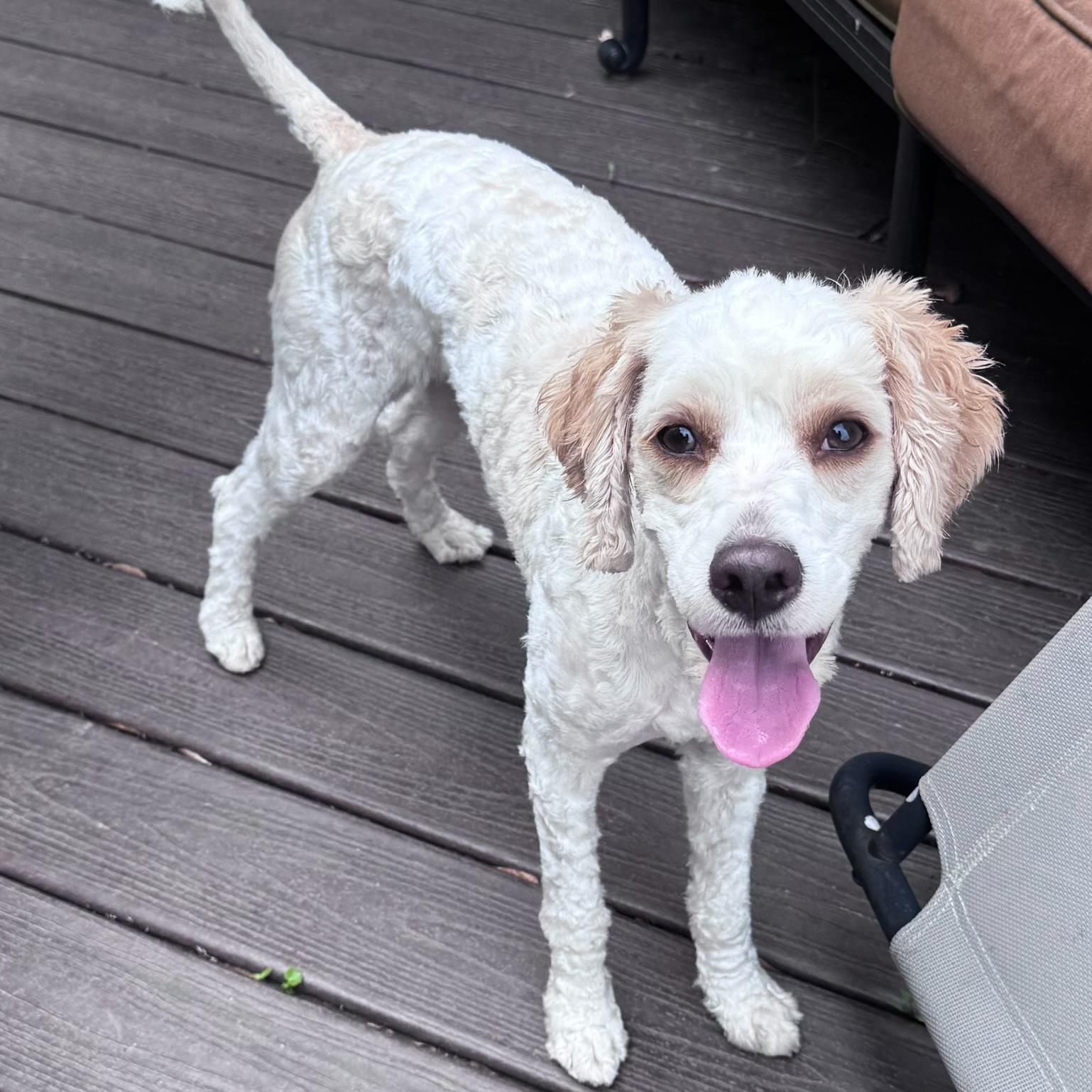 Enlarge BUDDY-NORTH CAROLINA, a Adoptable Cavapoo in Leland, NC image 5/6