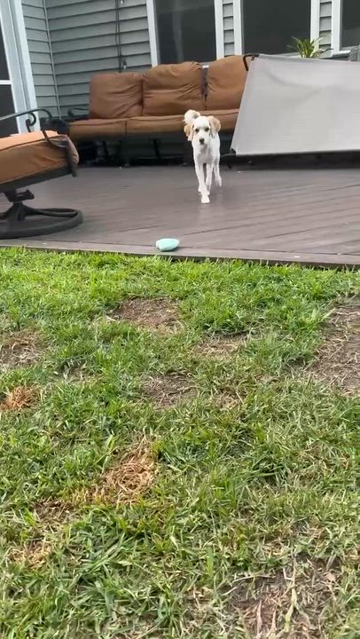 Enlarge BUDDY-NORTH CAROLINA, a Adoptable Cavapoo in Leland, NC video 6/6