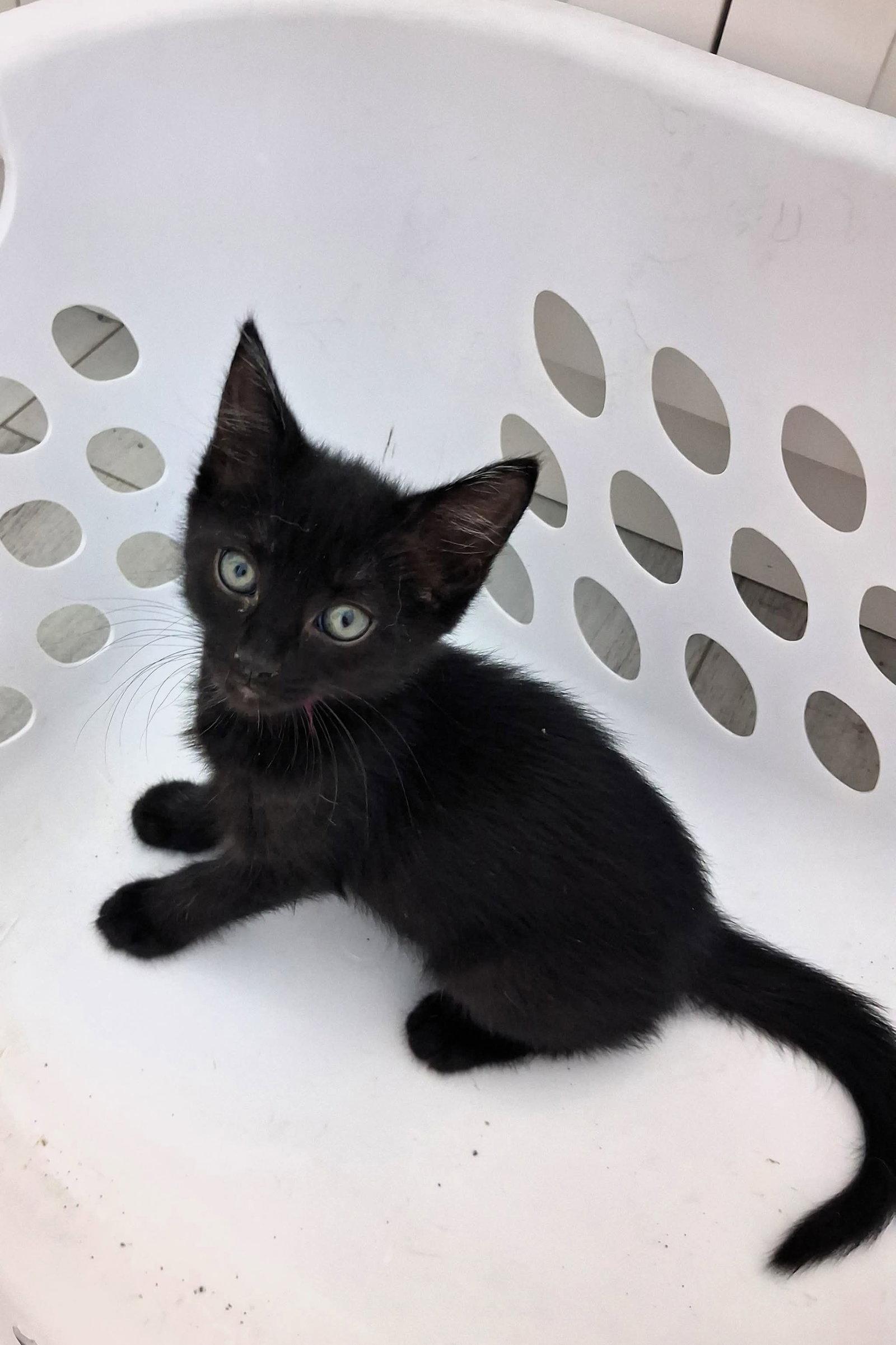 Enlarge Cannoli, a Adoptable Domestic Short Hair in Mount Pleasant, SC image 1/2