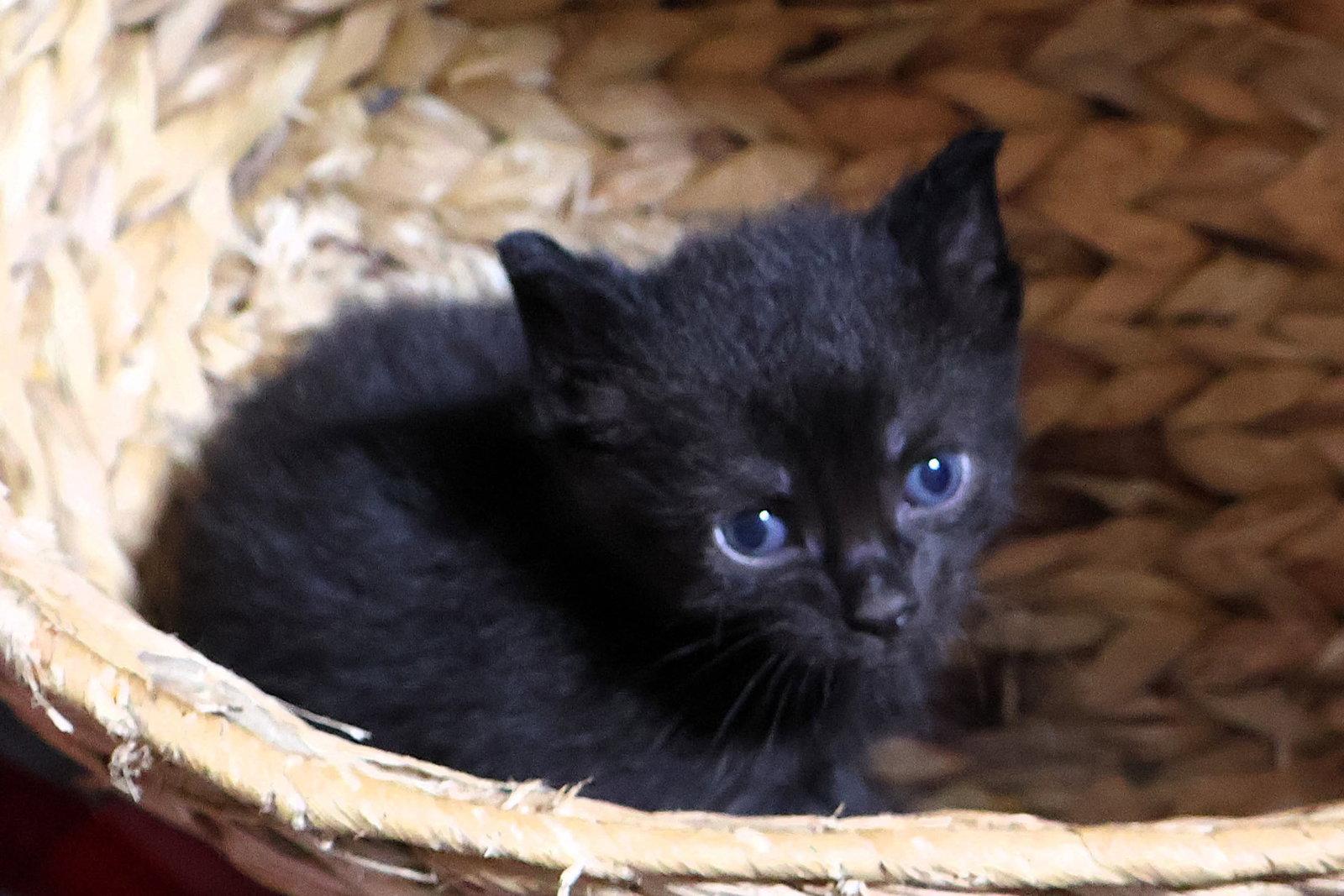 Enlarge Cannoli, a Adoptable Domestic Short Hair in Mount Pleasant, SC image 2/2