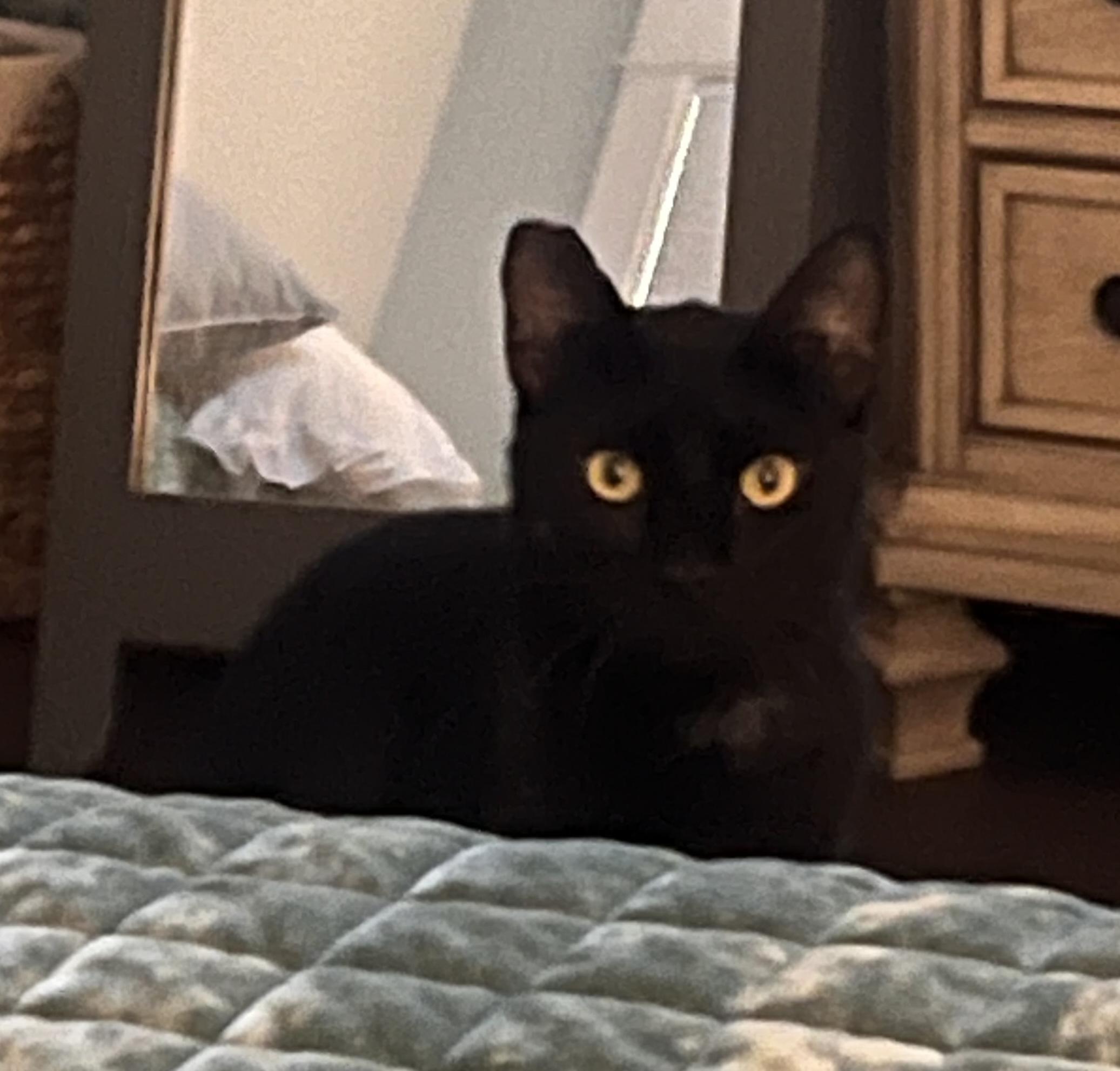 Jellybean, a Adoptable mixed breed in Mobile, AL image 2/3